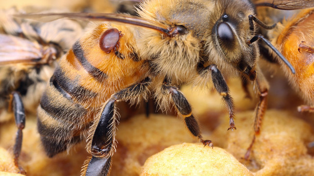 Walka z warrozą – ważny apel do pszczelarzy