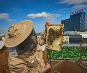Powstał Bank Pszczeli dla poszkodowanych pszczelarzy