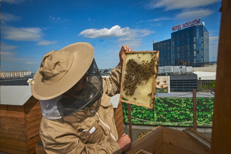 Powstał Bank Pszczeli dla poszkodowanych pszczelarzy